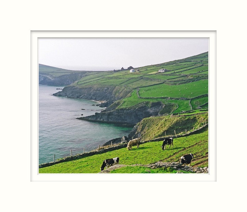 Dingle Peninsula, Ireland, Fine Art Photography, 8 x 10 Irish Landscape, Nature Print, Cows In Field image 2