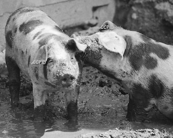 Pigs in Mud, Fine Art Photography, 8 x 10 Black And White, Farm Animal, Wall Art