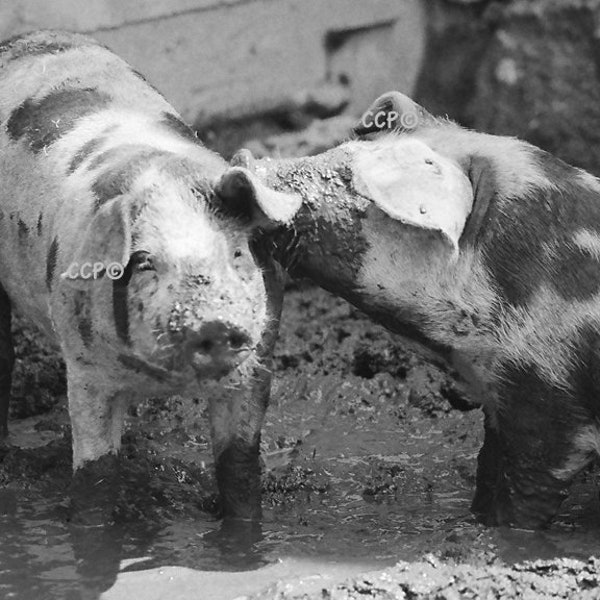 Pigs in Mud, Fine Art Photography, 8 x 10 Black And White, Farm Animal, Wall Art