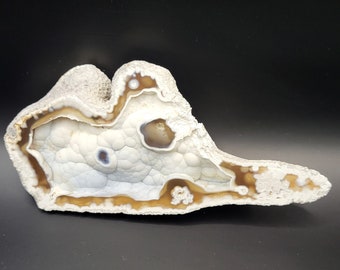May include: A polished agate slice featuring a central cluster of white botryoidal formations surrounded by concentric bands of translucent amber and opaque white mineral layers, with a rough, textured outer edge against a black background.