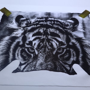 May include: A black and white close-up photograph of a tiger's face. The tiger's eyes are focused on the viewer, and its stripes are visible.
