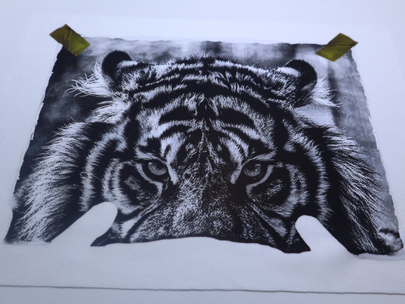 May include: A black and white close-up photograph of a tiger's face. The tiger's eyes are focused on the viewer, and its stripes are visible.