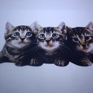 May include: Three tabby kittens with brown and black stripes are huddled together. The kittens are looking up at the camera with their eyes wide open.