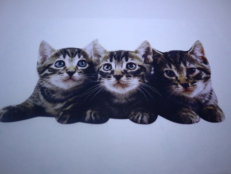 May include: Three tabby kittens with brown and black stripes are huddled together. The kittens are looking up at the camera with their eyes wide open.