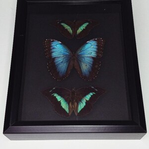 Real butterflies inside a black 11x9 shadowbox frame