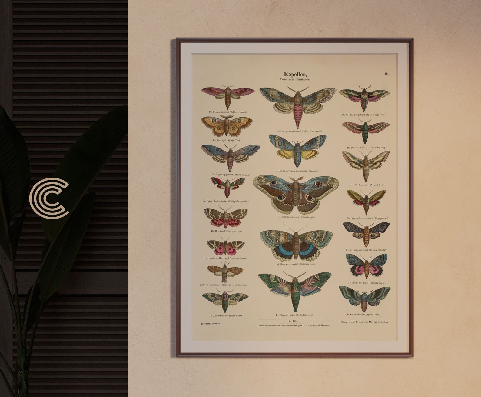 Vintage Butterflies Scientific Drawing No.2 PRINTABLE Art | Vintage ...