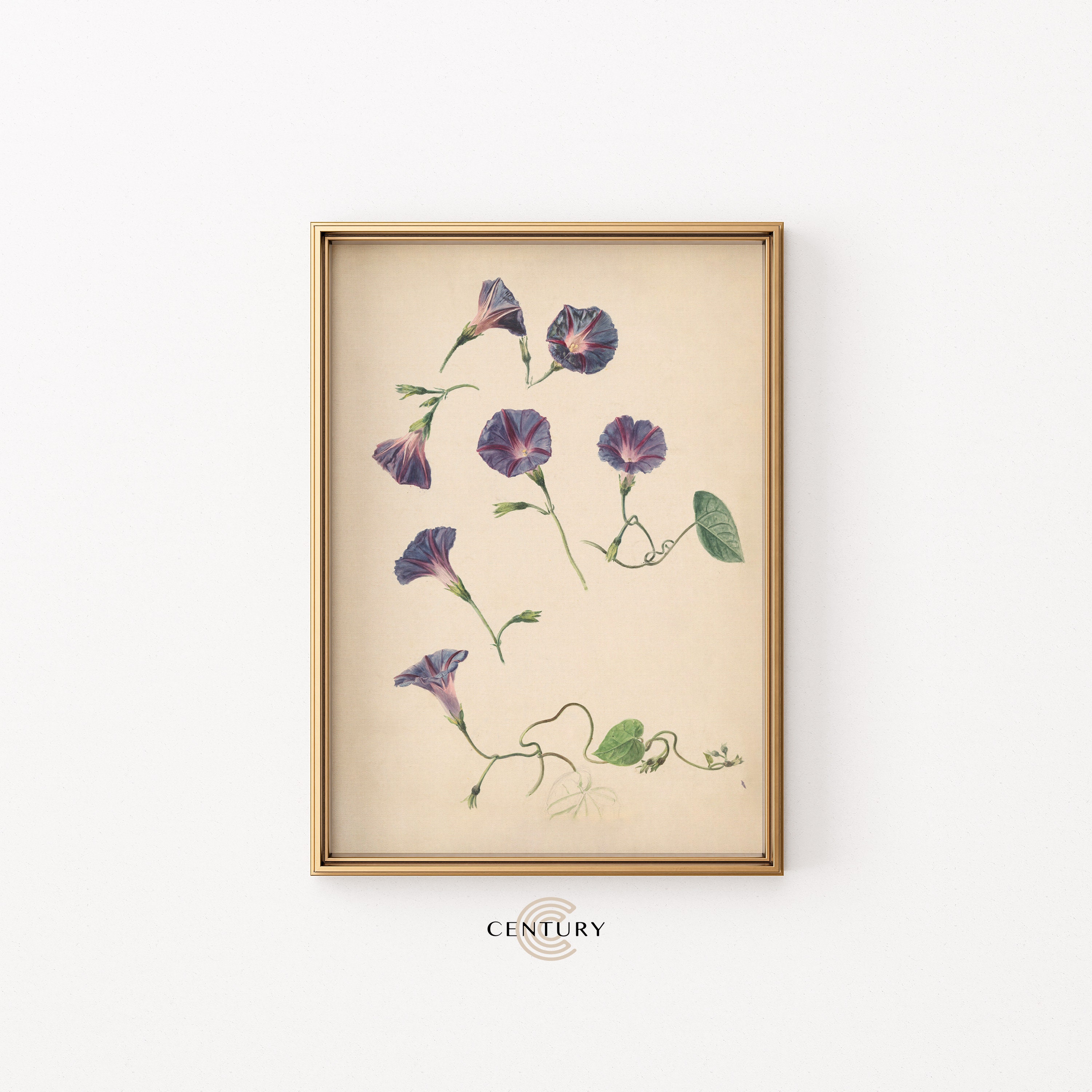 Vintage Purple Morning Glory Flower Illustration PRINTABLE Art | Rustic Floral Art Print | DIGITAL DOWNLOAD | Antique Room Decor | CC794