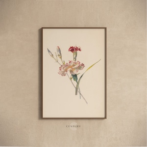 Vintage Carnation Flowers Illustration PRINTABLE Art | Vintage Floral Art Print | DIGITAL DOWNLOAD | Antique Room Decor | CC763