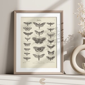Vintage Butterflies Moths Sketch PRINTABLE Art | Antique Butterfly Moth Plate Art Print | DIGITAL DOWNLOAD | Antique Room Decor | CC645
