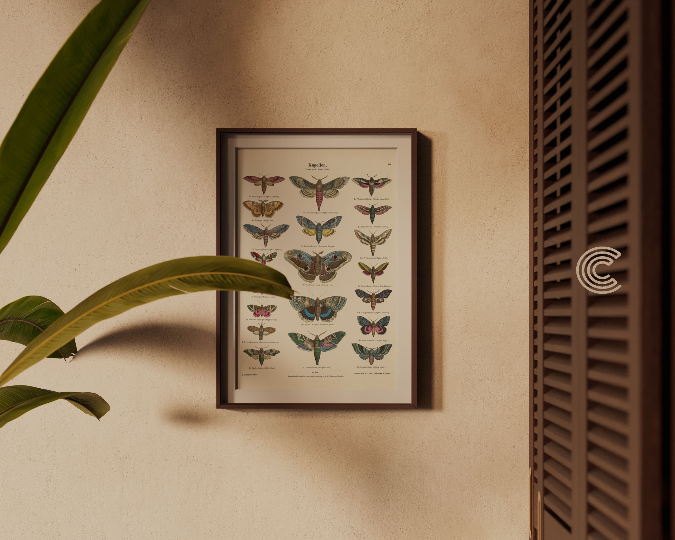 Vintage Butterflies Scientific Drawing No.2 PRINTABLE Art | Vintage ...