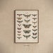 Vintage Butterflies Scientific Drawing No.2 PRINTABLE Art | Vintage ...