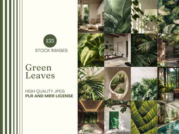 Green Leaves Stock Images Lush Nature Stock Photo Bundle MRR PLR Done For You Instagram Reel Cover Holistic Lifestyle Minimalist Interior