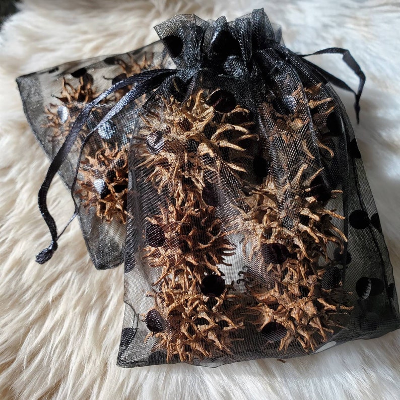 Witch's Burrs for Protection dried Sweet Gum Seed Pods 画像 4