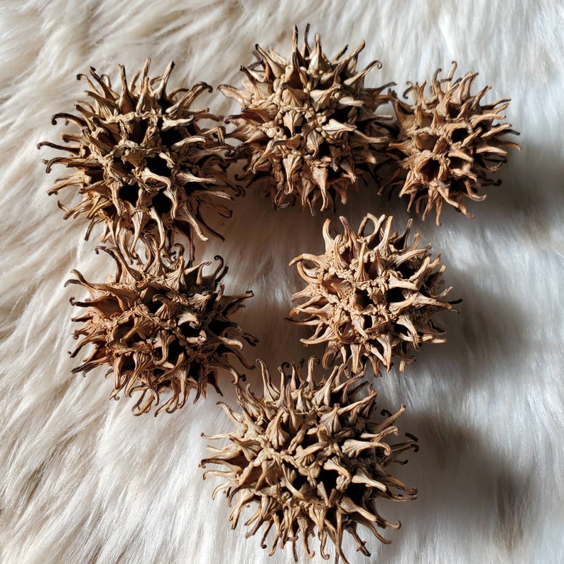 Witch's Burrs for Protection dried Sweet Gum Seed Pods image 2