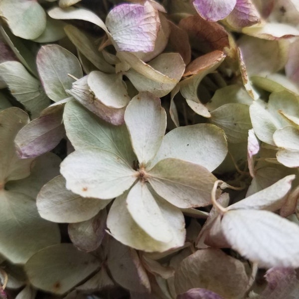 Dried Hydrangea Etsy