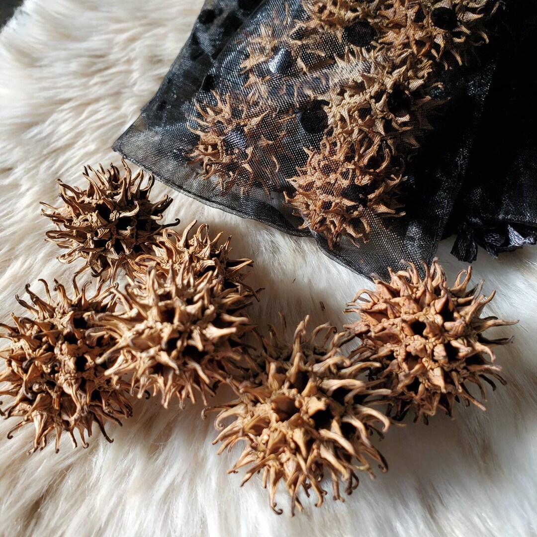 Witch's Burrs for Protection Dried Sweet Gum Seed Pods Etsy