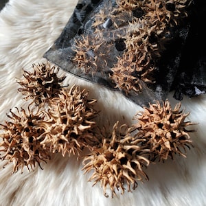 Witch's Burrs for Protection - dried Sweet Gum Seed Pods