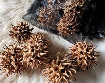 Witch's Burrs for Protection - dried Sweet Gum Seed Pods