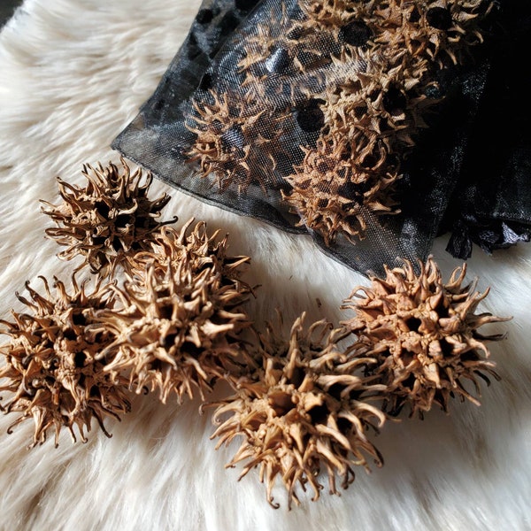 Witch's Burrs for Protection - dried Sweet Gum Seed Pods