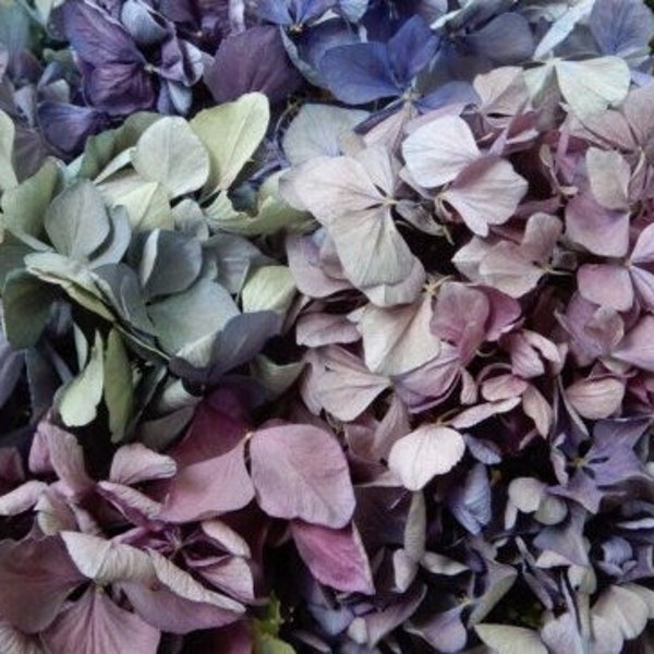 Dried Hydrangea Etsy
