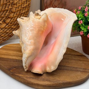 Vintage Queen Conch Shell Large 8” Pink Natural Seashell Coastal Decor Beach House Nautical Boho Ocean Decor