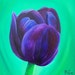 Michelle Hickey