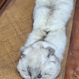 Estola vintage deslumbrante em pele de raposa ártica branca autêntica.