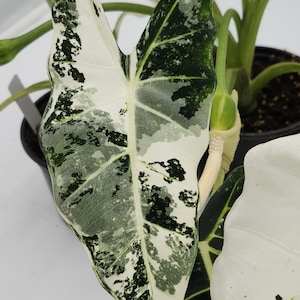 Alocasia Frydek Variegated , Rare Variegated Plant , Indoor Tropical Aroid , Collector Houseplant, Houseplant Gift, Fast FREE Shipping