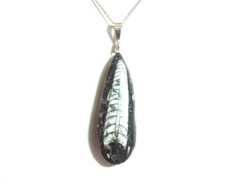 Orthoceras sterling silver pendant with chain