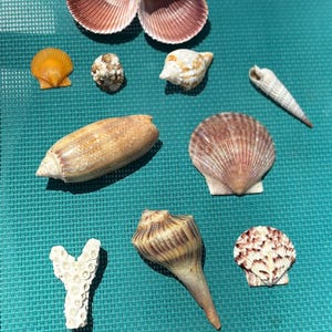 Conchiglie della Florida raccolte e pulite a mano!