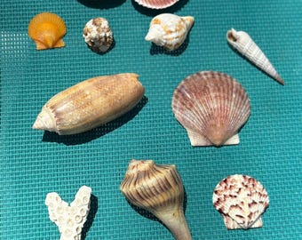 Handpicked, hand-cleaned Florida Seashells!