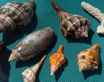 Handpicked, Hand-cleaned Florida Seashells!