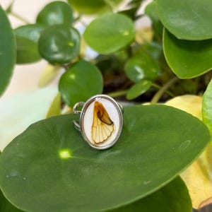 May include: A silver ring with an oval, white-backed setting. The setting contains a preserved butterfly wing, showcasing shades of brown and cream. The ring is displayed on a large, green leaf, with other green foliage in the background.