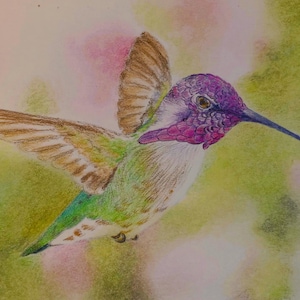 Matita colorata, biglietti originali, arte, fatti a mano, biglietti di auguri, originali, colibrì, firmati da Pac'i