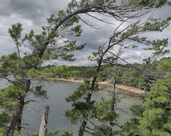 Plántulas de pino blanco del este, árbol ornamental de jardín
