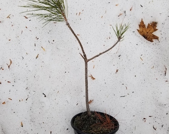 Plántula de pino rojo, de 4 años de edad.