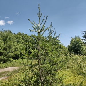 Jack pine seedling, 1 year old