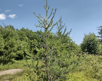 Jack pine seedling, 1 year old