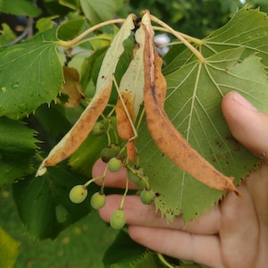 Basswood seeds, organic, hand picked hardwood tree seeds