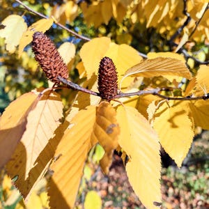 Yellow birch tree seeds, beautiful fall foliage, fast growing