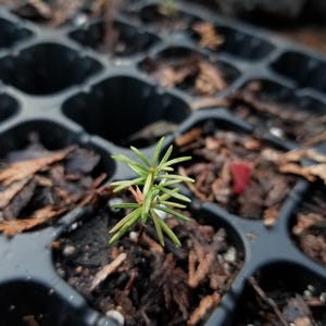 Balsam fir Christmas tree seedlings