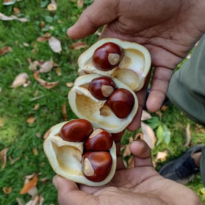 Buckeye tree seeds, rare seeds