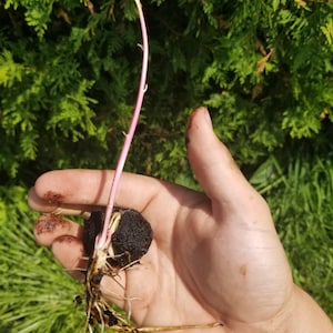 May include: A sprouted avocado pit with a dark brown, textured seed, a long, slender, light pink stem extending upwards, and a cluster of thin, pale roots extending downwards from the base of the seed, showing early stages of plant growth.