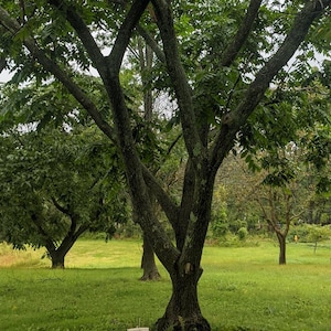Könnte beinhalten: Eine ruhige Szene im Freien mit mehreren großen Bäumen mit üppigem, grünem Laub. Die dunkelbraunen Stämme und Äste der Bäume bilden einen auffälligen Kontrast zum hellgrünen Gras. Im Hintergrund ist ein Haus zu sehen.