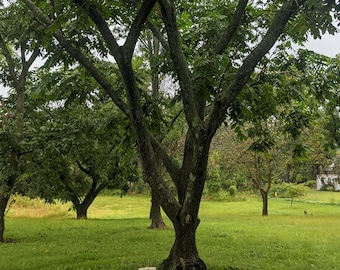 Walnussbaum-Setzlinge, über 20cm hoch
