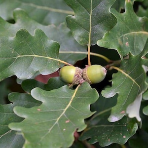 Puede incluir: Primer plano de hojas y bellotas de roble. Las hojas son de un verde vibrante, con bordes lobulados distintivos. Dos bellotas verdes están agrupadas en una rama. La imagen resalta la belleza natural del roble.