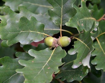 English oak tree seeds, ornamental hardwood