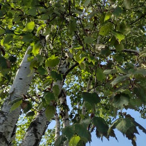 White birch tree seeds