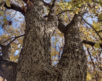 Semillas de árbol de almez, árbol de madera dura resistente al frío, planta de rápido crecimiento.