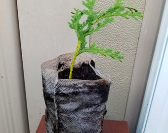 Stekken van witte cederbomen (klonen)